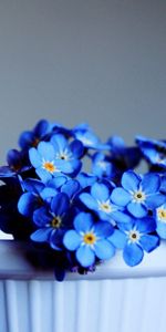 Flowers,Pot,Forget Me Nots,Close Up