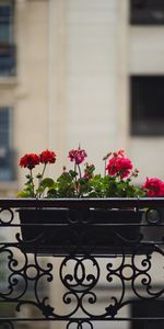 Flores,Maceta,Geranio,Olla,Balcón,Planta