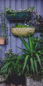 Pots,Fleurs,Serre,Jardin