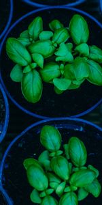 Flowers,Pots,Plant,Basil