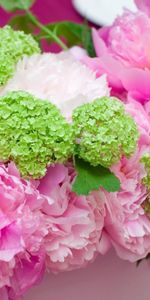 Flowers,Pots,Plant Pot,Peonies,Composition,Hydrangea