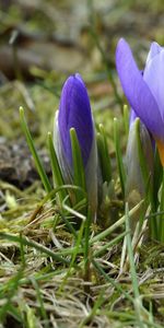 Flowers,Primrose,Crocuses,Grass,Spring