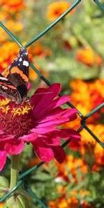 Zinnia,Qinia |,Fleur,Fleurs,Papillon