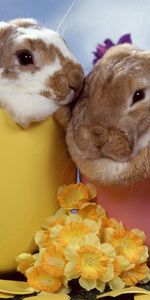 Flowers,Rabbits,Sleep,Animals,Pair,Dream,Couple