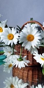 Flowers,Reflection,Basket,Scarf,Drops,Camomile