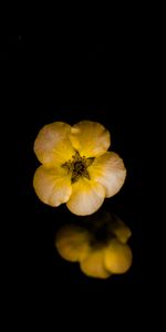 Flowers,Reflection,Macro,Bloodroot,Five Finger,Flower