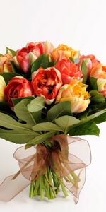 Flowers,Registration,Typography,Bouquet,Bow,Leaves,Tulips