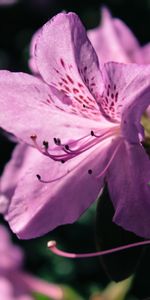 Flowers,Rhododendron,Lilac,Petals,Flower