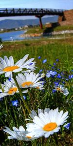 Flowers,Rivers,Bridge,Glade,Camomile,Polyana