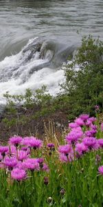 Flowers,Rivers,Landscape