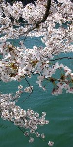 Flowers,Rivers,Landscape