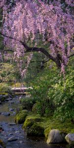 Flowers,Rivers,Trees,Stones,Nature,Sakura