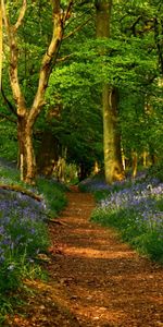 Flowers,Roads,Landscape,Trees