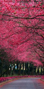 Flores,Árboles,Carreteras,Paisaje