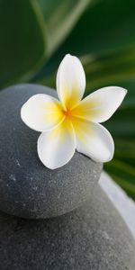 Flowers,Rock,Balance,Flower,Stone,Meditation