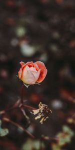 Flowers,Rose,Bud,Blur,Smooth,Rose Flower