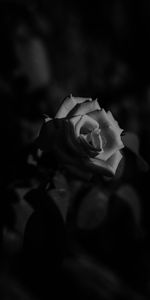 Flowers,Rose,Bud,Bw,Rose Flower,Chb