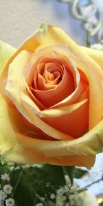 Flowers,Rose,Bud,Delicate,Gentle,Flower,Close Up,Rose Flower