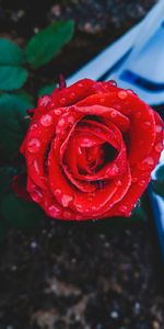 Flowers,Rose,Bud,Drops,Rose Flower,Close Up