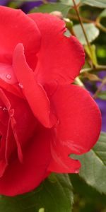 Flowers,Rose,Bud,Drops,Rose Flower,Petals