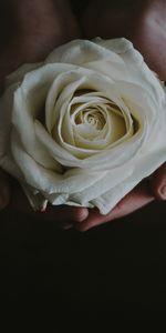 Flowers,Rose,Bud,Flower,Rose Flower,Hands