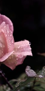 Drops,Bourgeon,Feuilles,Fleur,Une Rose,Fleurs,Pluie,Rose