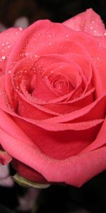 Drops,Fermer,Fleurs,Une Rose,Gros Plan,Rose