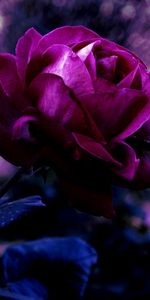 Flowers,Rose Flower,Bud,Blur,Smooth,Evening,Drops,Rose