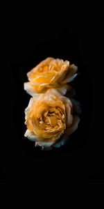 Flowers,Rose Flower,Bud,Rose,Dark Background,Flower