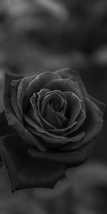 Flowers,Rose Flower,Close Up,Bw,Rose,Chb,Flower