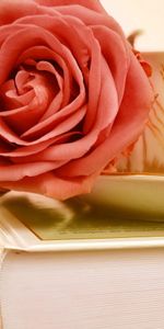 Flowers,Rose Flower,Rose,Bud,Flower,Cup,Book