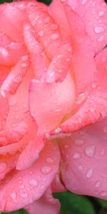 Flowers,Rose Flower,Rose,Petals,Pink,Drops