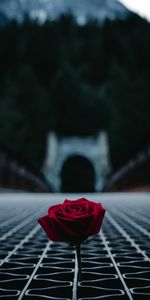 Flowers,Rose Flower,Smooth,Floor,Lattice,Latticed,Rose,Blur