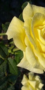 Fleurs,Salon De Thé,Une Rose,Matin,Rosée,Thé,Rose