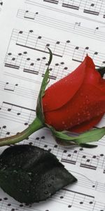 Drops,Fleurs,Fleur,Une Rose,Remarques,Rose,Musique