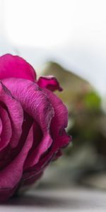 Flowers,Rose,Petals,Bud,Close Up,Rose Flower