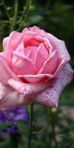 Flowers,Rose,Petals,Bud,Pink,Rose Flower