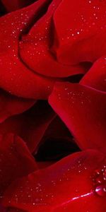 Flowers,Rose,Petals,Rose Flower,Macro