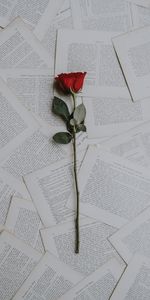 Les Textes,Textes,Fleurs,Une Rose,Rose,Livres