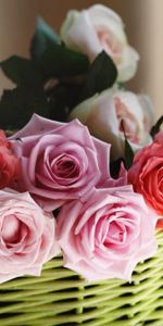 Flowers,Roses,Basket,Sharpness