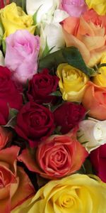 Flores,Belleza,Ramo,Colores Diferentes,Diferentes Colores,Roses