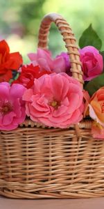 Flowers,Roses,Blur,Smooth,Table,Basket,Porcelain