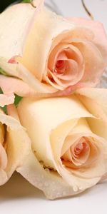 Flowers,Roses,Bouquet,Freshness,Present,Surprise,Drops,Gift