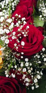 Flowers,Roses,Bouquet,Gipsophile,Close Up,Gypsophilus