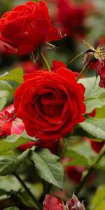 Branches,Parterre,Fleurs,Parterre De Fleurs,Roses