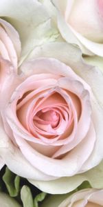 Flowers,Roses,Buds,Close Up,Tenderness