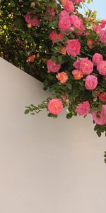 Flores,Arbusto,Florecer,Floración,Roses,Pared