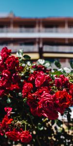 Flowers,Roses,Bush,Blur,Smooth,Buds