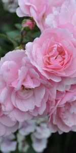 Flowers,Roses,Bush,Blur,Smooth,Greens