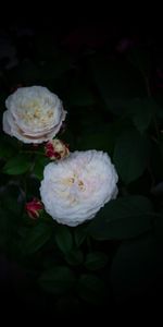 Flowers,Roses,Bush,Buds